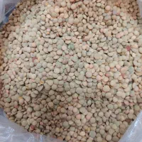 عدس اردبیل شهرستان نیر