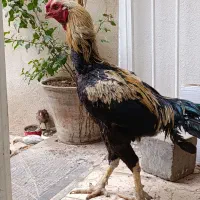 خروس لاری