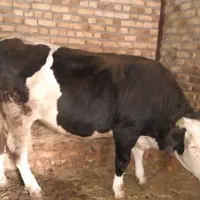 دوعددتلیسه
