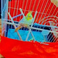 عروس هلندی زیر قیمت