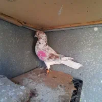 کفتر|پرنده|هشتگرد, شهرک راه آهن|دیوار