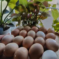 تخم مرغ محلی