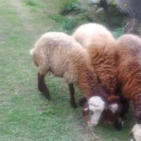 فرش یک گوسفند ماده و یک گوسفند نر|حیوانات مزرعه|چالوس, |دیوار