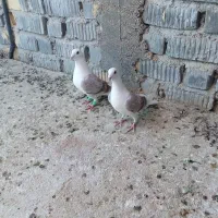 کفتر جفت نروماده دوکت