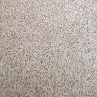 جوبذری|گل و گیاه طبیعی|ساروق, |دیوار