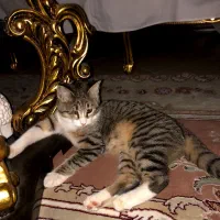 بچه گربه|گربه|کرج, کرج نو|دیوار