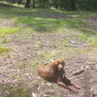 سگ دنبلانی|سگ|مینودشت, |دیوار