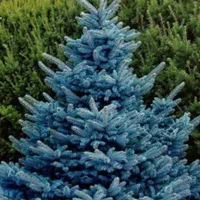 باغبانی و هرس کاری