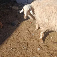 میش گله|حیوانات مزرعه|بیرجند, |دیوار