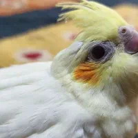 عروس هلندی لوتینو سرلاکی|پرنده|زرقان, |دیوار