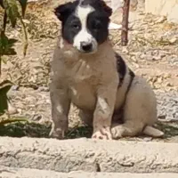 توله نر قدرجونی