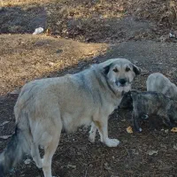 واگذاری توله سگ|سگ|باسمنج, |دیوار