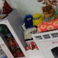 خونه و پارک چوبی پت|لوازم جانبی حیوانات|تهران, قزل قلعه|دیوار