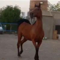 مادیان دره شوری نوه سالار۱|اسب و تجهیزات اسب‌سواری|کرمان, |دیوار