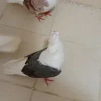 کبوتردوکتی|پرنده|پرند, فاز ۶|دیوار