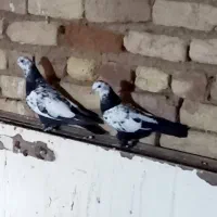 جوجه دمسیاه