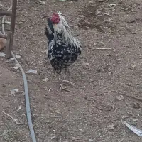 خروس گلین|حیوانات مزرعه|شیراز, کیان آباد|دیوار