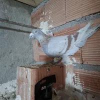 کبوتر دوبر یا همون سرابی