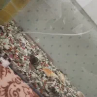 آکواریوم و حلزون