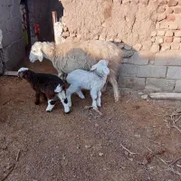 پنج راس میش جوان بره بزرگ و 3 بز