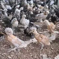 یک کارگر اتباع نیازمندیم