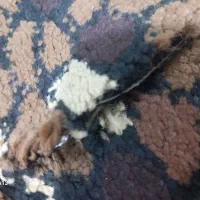 گلیم فرش پرزدار ۵متری.|گلیم، جاجیم، گبه|هرسین, |دیوار