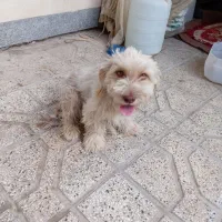 سگ پاکوتا
