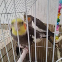 عروس هلندی|پرنده|نورآباد, |دیوار