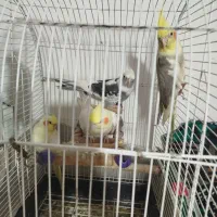 عروس هلندی پرورش خونگی نر و ماده،سخنگو|پرنده|رشت, حمیدیان|دیوار