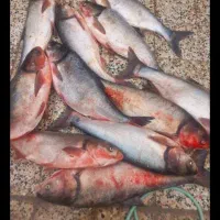 ماهی قزل وحشی|ماهی|خمینی‌شهر, |دیوار