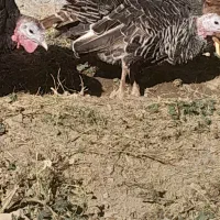 بوقلمون ماده|حیوانات مزرعه|دهگلان, |دیوار