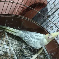 عروس هلندی سالم و سرحال|پرنده|رشت, سعدی (تختی)|دیوار