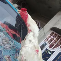 خروس جنگی و ماده مرغ|حیوانات|ایرانشهر, |دیوار