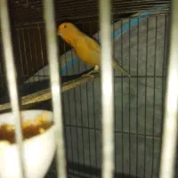 قناری ماده پرتقالی سرخ سرخ