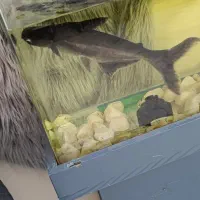 فروش اکواریوم همراه ماهی های داخلش|ماهی|تهران, مشیریه|دیوار