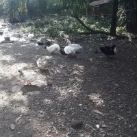 ا ردک|حیوانات مزرعه|رشت, خبرنگار|دیوار