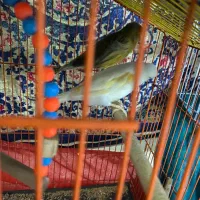 قناری|پرنده|یزد, |دیوار