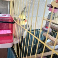 فروش طوطی عروس هلندی نر و ماده|پرنده|آستانه اشرفیه, |دیوار