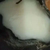 روغن گوسفندی