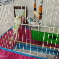 عروس هلندی ویک جفت مرغ عشق|پرنده|پاکدشت, پارچین|دیوار