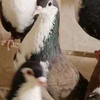 چپ، چپ دم افشون، ساده،خال، کلاغ دم خال دم زرد