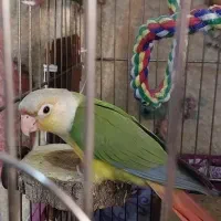 جوجه دو ماهه گرینچیک|پرنده|تهران, افسریه شمالی|دیوار