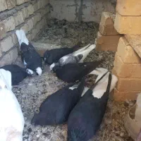 ۸تا کفتر ۵ تا دمسفید دو تا غلط دار ۱۴ و ۱۵ دم