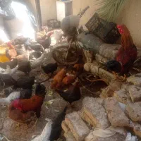 تعداد زیادی مرغ. رسمی تخم گذار وخروس لاری|حیوانات مزرعه|کهریزک, |دیوار