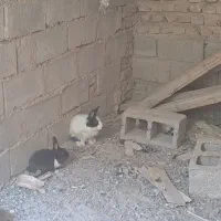خرگوش