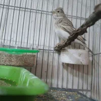 سهره خاکی ریزه خون قناری