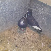 جفت پلنگ اسطوره همهچی میزون|پرنده|رفسنجان, |دیوار