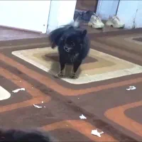 گم شده سگ پامر مشکی بیست ملیون مژدگانی