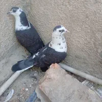 کبوتر|پرنده|سراوان, |دیوار