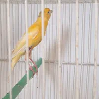 قناری ماده آماده کشیده وبلند وخوشرنگ